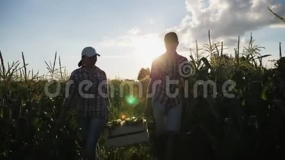 日落时分两个农民把玉米放在木箱里视频的预览图