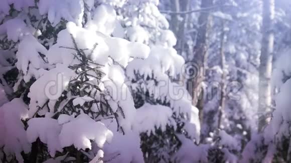 冬天森林里的雪视频的预览图