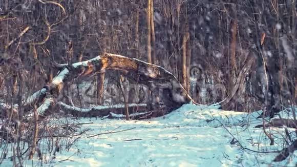 白雪皑皑的冬林风景与倒下的树视频的预览图