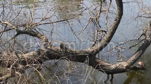 躲在水面上的树上视频的预览图
