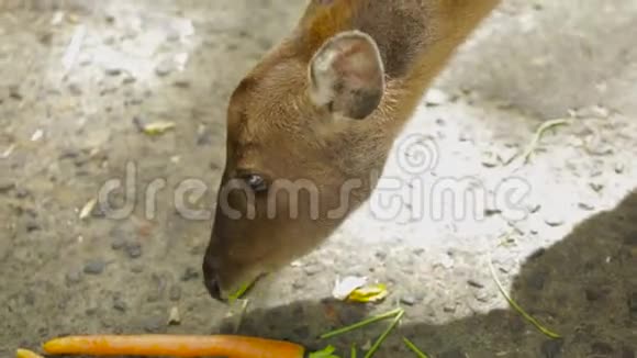 猪鹿在动物园吃胡萝卜视频的预览图