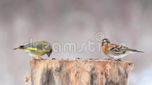 欧洲绿雀绿雀绿雀绿雀和在冬季鸟类饲养器上的白雀绿雀视频的预览图