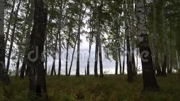 阴天银桦树在风中摇曳视频的预览图