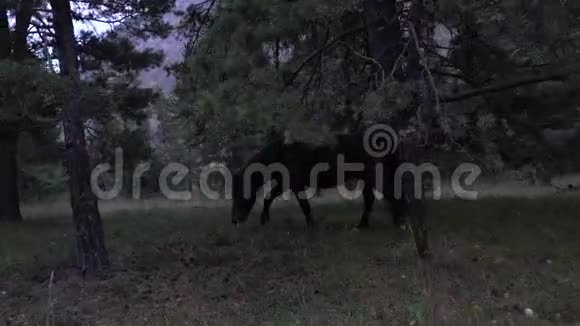 在秋天的一天成群的马在树林里放牧牧场视频的预览图