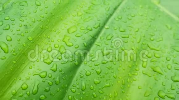 热带雨林绿叶带水滴视频的预览图