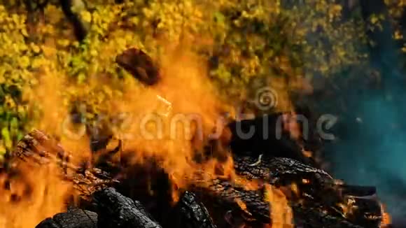 秋季森林中篝火燃烧在黄秋叶的映衬下近起火慢运动视频的预览图