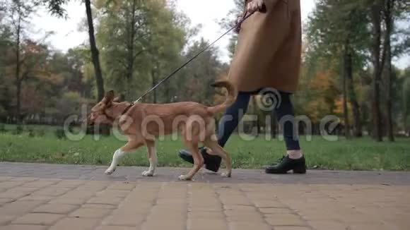 无名女子在公园遛狗的低景视频的预览图