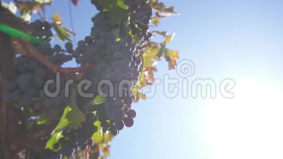 一串葡萄葡萄藤上的葡萄葡萄藤上的熟葡萄用来酿造红酒视频的预览图