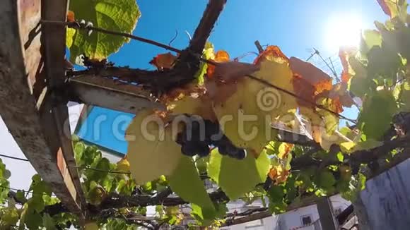 风和日丽的带叶子的葡萄视频的预览图