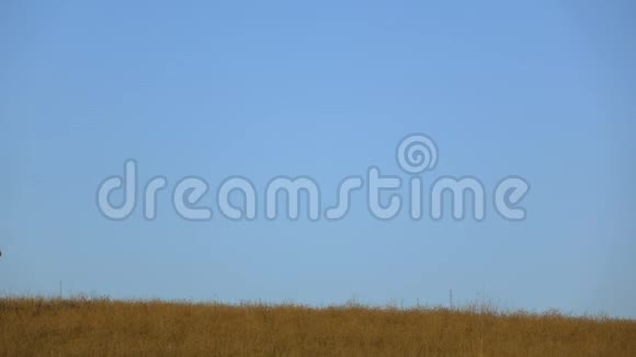 在阳光明媚的日子里马在田野上散步慢动作侧视图视频的预览图