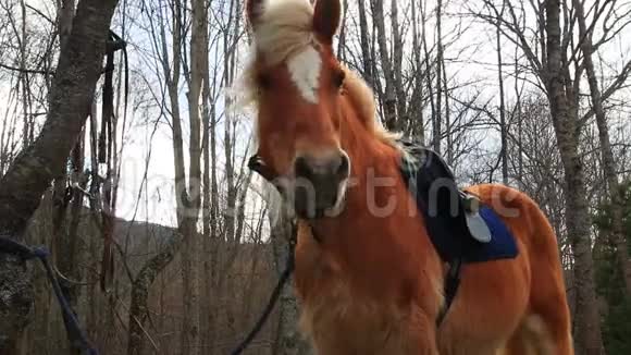 带着马鞍的小马被绑在树上视频的预览图