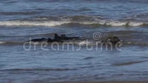 灰色海豹哈利科乌斯格里普斯在繁殖季节在海里战斗视频的预览图