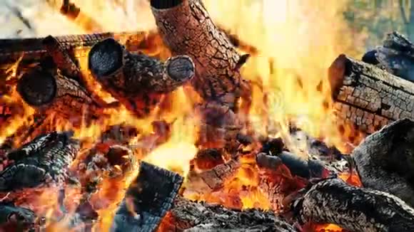 秋天森林里的篝火燃烧着火中的木棍和煤火紧紧地燃烧着缓慢地运动着视频的预览图
