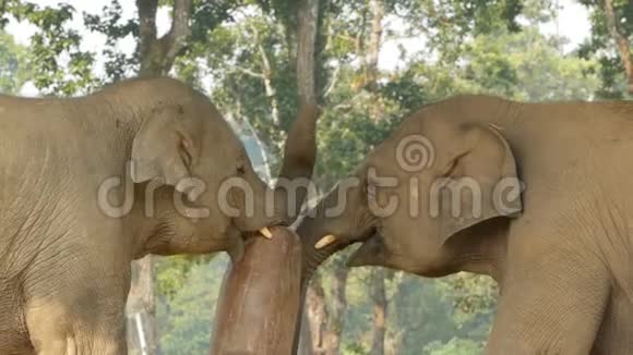 奇特万国家公园里好玩的小象尼泊尔年轻大象互相玩耍的侧面景色视频的预览图