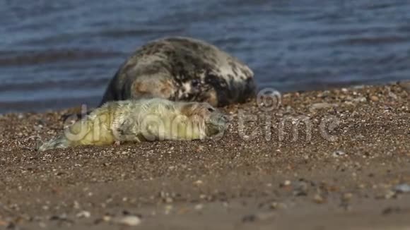 一只可爱的新出生的灰海豹幼崽HalichoerusGrypus躺在靠近它母亲的海滩上视频的预览图