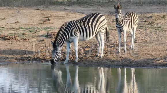 平原斑马与白驹饮用水视频的预览图