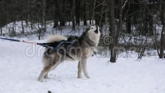冬天森林里的狗狗狗视频的预览图