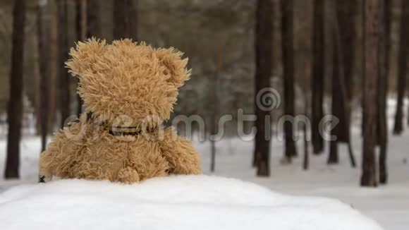 冬天森林里的泰迪熊视频的预览图