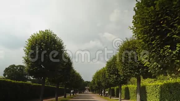 很棒的绿色小巷美丽的树宁静视频的预览图