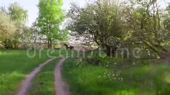 春天在夕阳下女孩骑手骑师骑在纯种美丽的棕色种马上穿过老花苹果视频的预览图