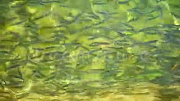 人工种植的鳟鱼的鱼苗在鳟鱼农场的池塘里视频的预览图