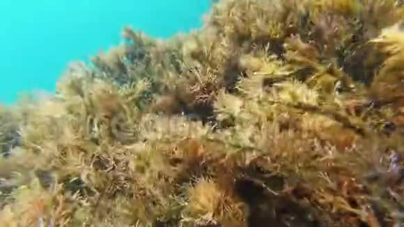 海底海藻和蓝色的水在一个潜水员的眼睛的镜头上视频的预览图