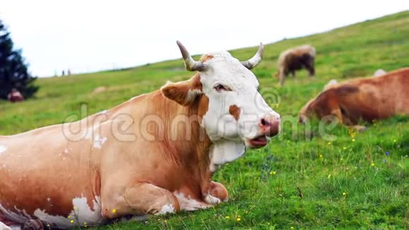 嚼牛正在吃草地上的草斯洛文尼亚朱利安阿尔卑斯山的牧场近景观山中农畜视频的预览图