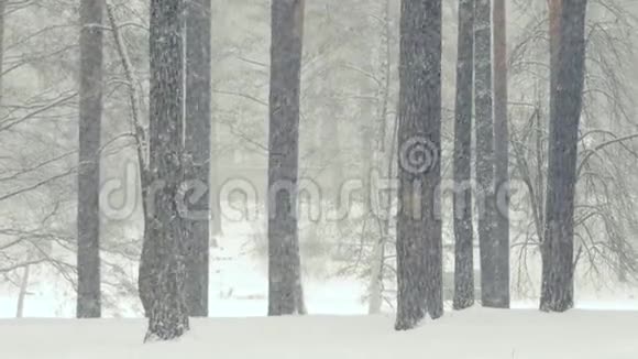 在美丽的降雪期间在冬季森林中缓慢运动视频的预览图