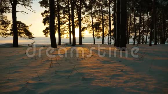 日落时美丽的圣诞冬林冬天森林里的暴风雪公园里的松树覆盖着雪亮的光线视频的预览图