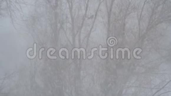 雪落在树上了视频的预览图