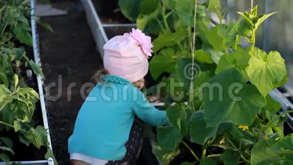 小女孩在温室里展示和吃黄瓜蔬菜种植者的第一种作物视频的预览图