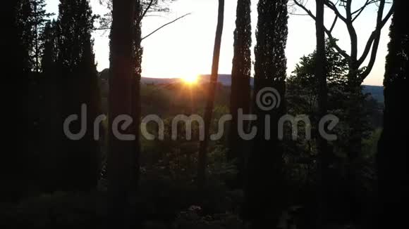 无人驾驶飞机迎着夕阳从树上升起视频的预览图