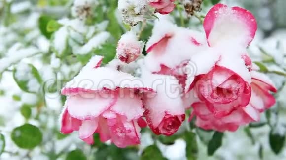粉红色的玫瑰在雪地里降雪中粉红玫瑰视频的预览图