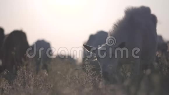 牧场上的山羊野生动物和生态视频的预览图