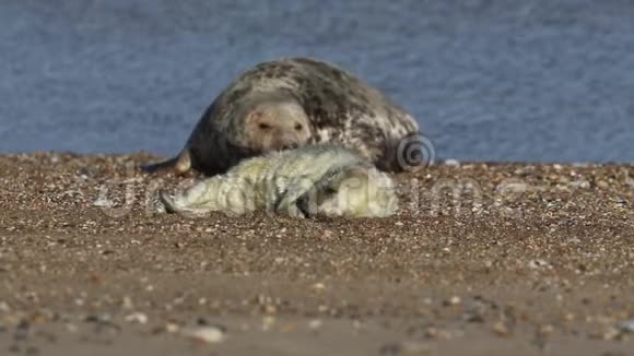 一只可爱的新出生的灰海豹幼崽HalichoerusGrypus躺在靠近它母亲的海滩上视频的预览图