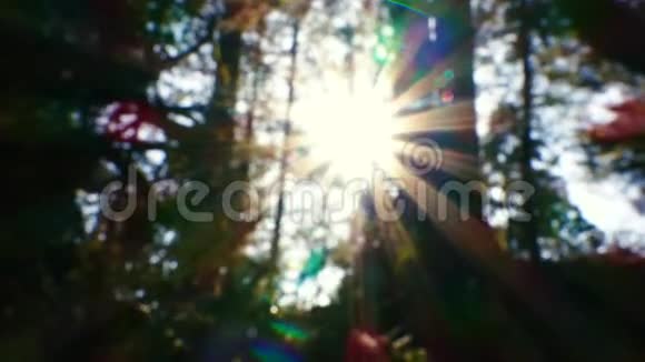 通过森林中的散焦太阳耀斑用于键控或合成背景板视频的预览图