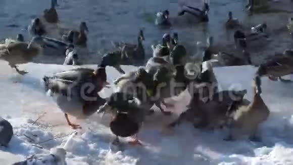 冰上野鸭视频的预览图