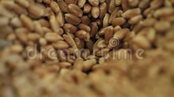 将小麦颗粒的详细视图倒入测试装置中对各种颗粒的质量进行打分视频的预览图
