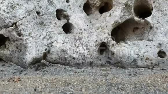 一群黑蚂蚁在它们所居住的岩石中的洞穴的背景下迅速移动视频的预览图