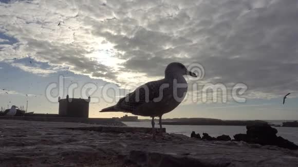 海鸥鸟和美丽的日落天空还有摩洛哥埃斯库伊拉古堡遗址视频的预览图