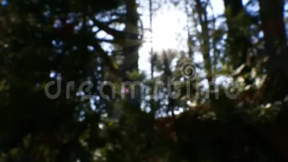通过森林中的散焦太阳耀斑用于键控或合成背景板视频的预览图