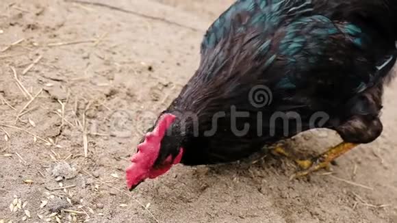 美丽的黑公鸡有红色的扇贝啄麦粒爪子印在沙子上视频的预览图
