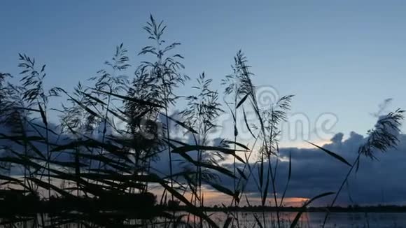 夕阳西下湖面上银羽草随风摇曳视频的预览图