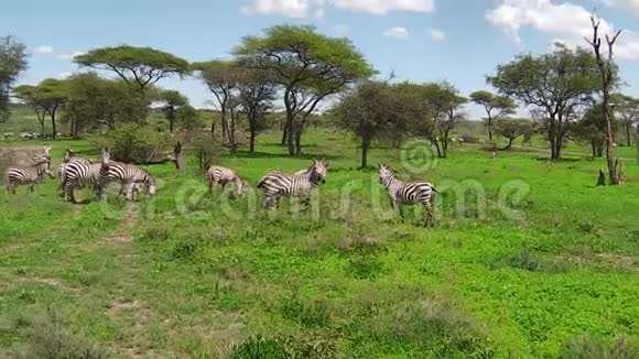 恩杜图斑马群迁徙视频的预览图