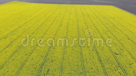 黄卡诺拉油田空中无人机视野采收黄花菜籽油籽视频的预览图