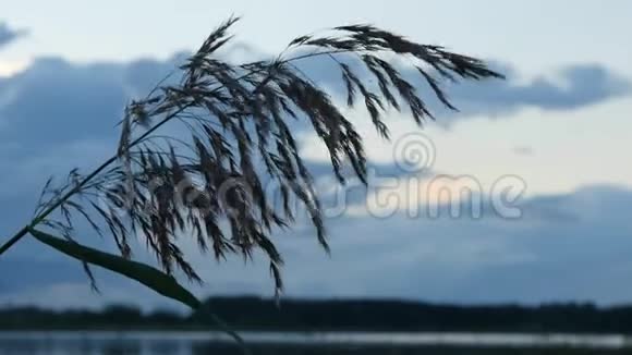 夕阳西下湖面上银羽草随风摇曳视频的预览图