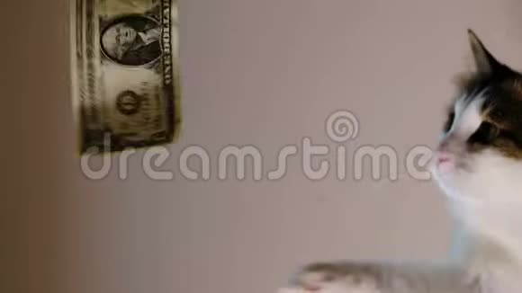 家猫抓着纸币玩货币视频的预览图