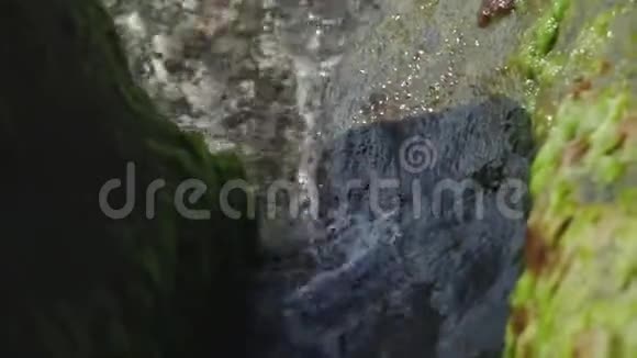 特写镜头冲浪海岸上长满藻类的石头慢动作视频的预览图
