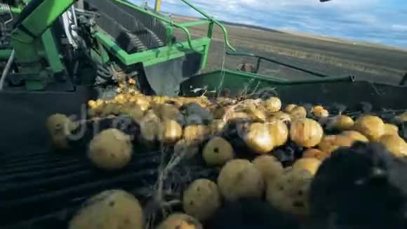 关闭沿着收割机传送带移动的土豆收获概念视频的预览图
