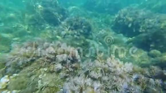 海底海藻和蓝色的水在一个潜水员的眼睛的镜头上视频的预览图